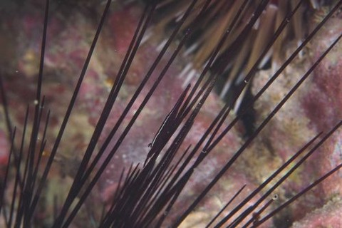 ガンガゼカクレエビ