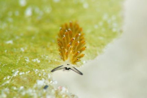 イリオモテモウミウシ