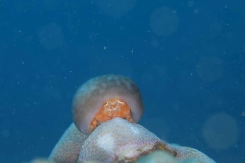 カイカムリ科の1種