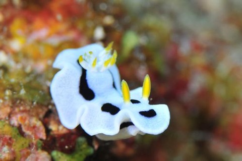 ダイアナウミウシ