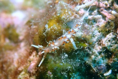 ヒブサミノウミウシ