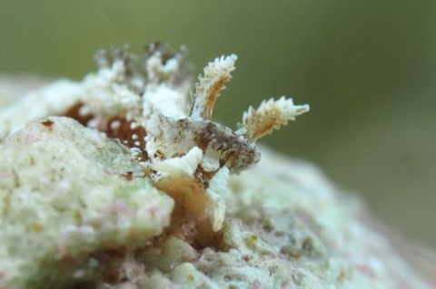 コネコウミウシ