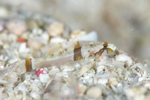 コナユキハゼ属の1種