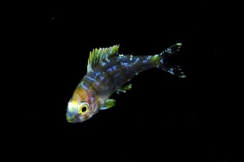 刺激的な水中生物