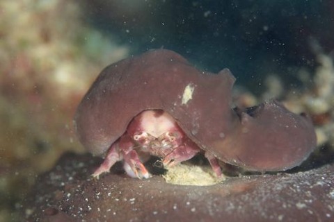 カイカムリ科の1種