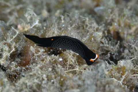 オハグロツバメガイ