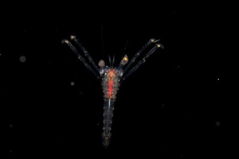 刺激的な水中生物