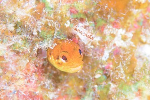 ハダカコケギンポ