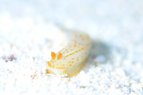 キヌハダウミウシ属の1種