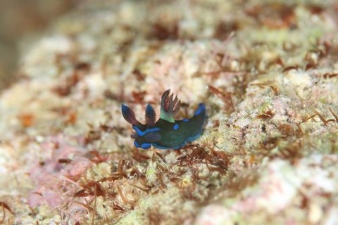 ミドリリュウグウウミウシ