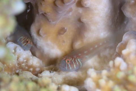 アワイロコバンハゼ