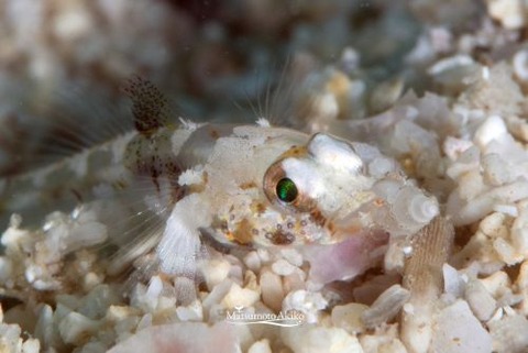 ヨリメハゼ属の1種