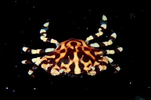 ナマコマルガザミ