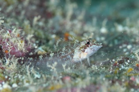 ヘビギンポ科の1種