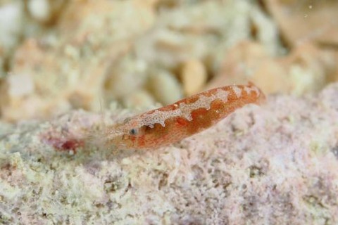 トゲテッポウエビ