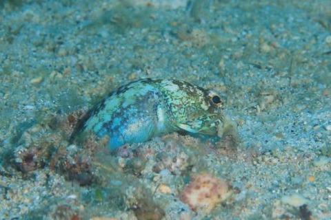 シシダマオオクチアマダイ