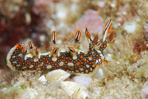 ヒオドシユビウミウシ