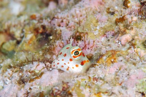 モンツキカエルウオ