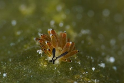 イリオモテモウミウシ