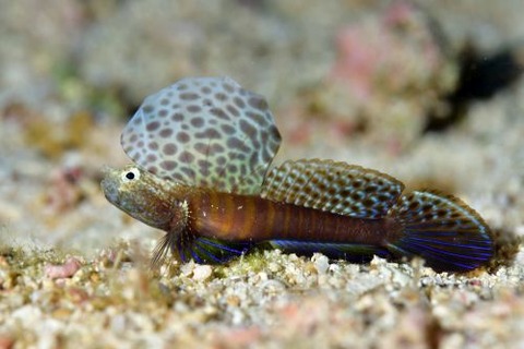 ホタテツノハゼ