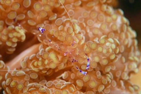 ナデシコカクレエビ