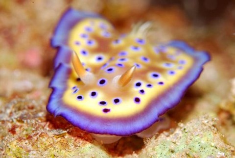 オトヒメウミウシ