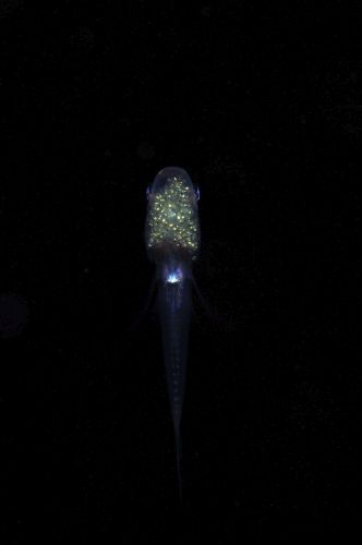 刺激的な水中生物