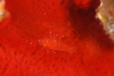 ヂェラストカリス・パロンアェ