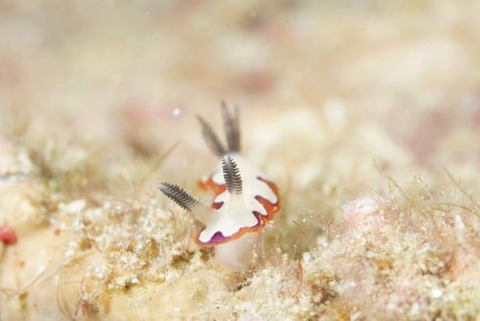 フジナミウミウシ