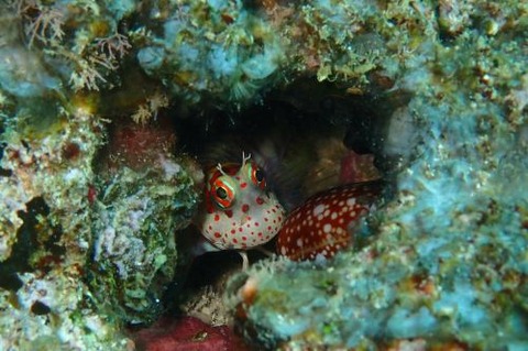 モンツキカエルウオ