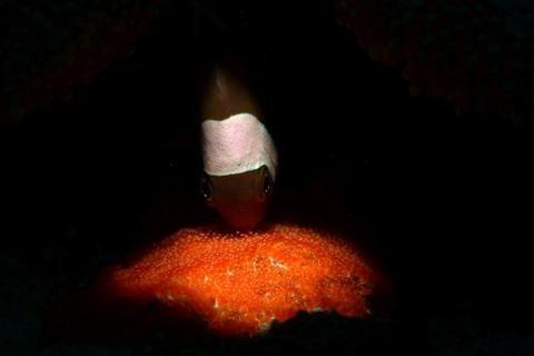 トウアカクマノミ