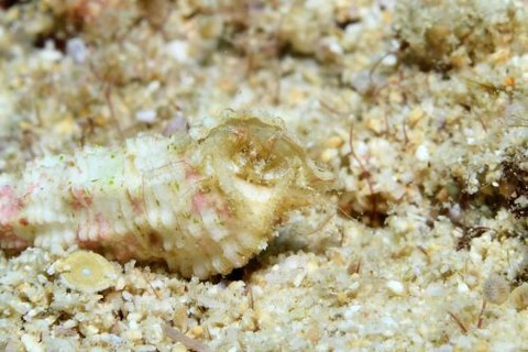 ミクロヤドカリ属の1種