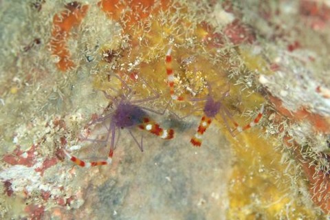 ステノプス・テヌイロストリス