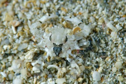 ワタリガニ科の1種