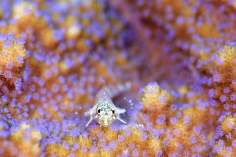 ヘビギンポ科の1種