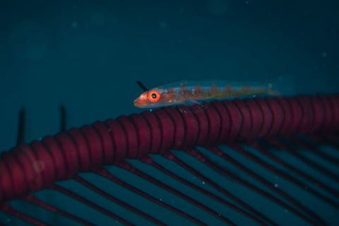 ガラスハゼ属の1種