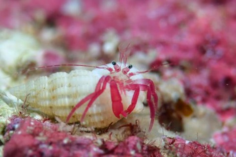 クレナイヒメホンヤドカリ