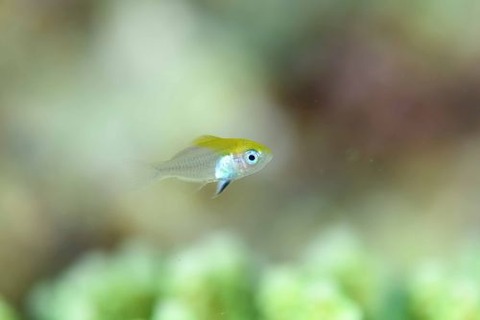 クロスズメダイ