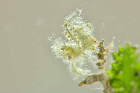 フィコカリス・シムランス