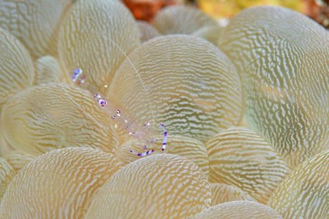 ナデシコカクレエビ