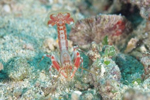 アナエビ科の１種