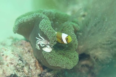 トウアカクマノミ