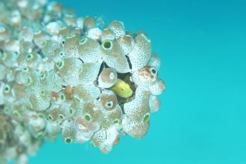 ナカモトイロワケハゼ