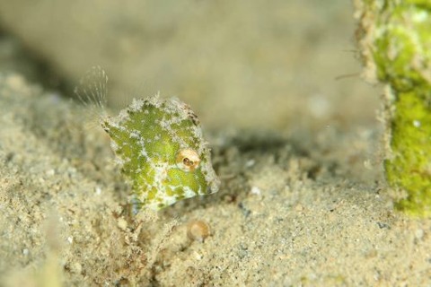 セダカカワハギ
