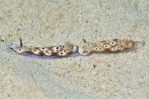 マダライロウミウシ