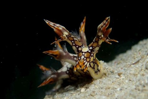 ヒオドシユビウミウシ