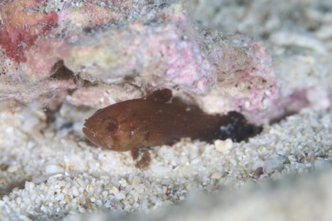 テンジクダイ科の1種