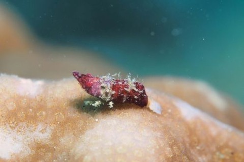 Paralatreutes bicornis