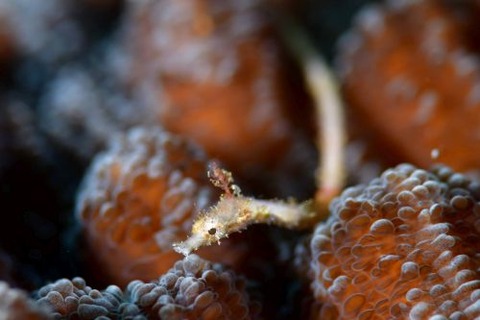 ノコギリウミヤッコ