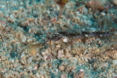 タツウミヤッコ